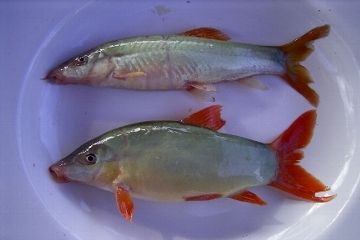 �����여��