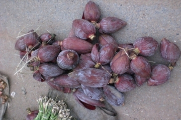 �o�i�i�̉�